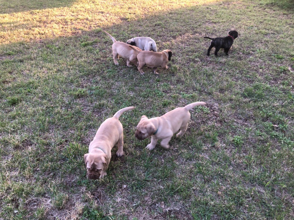 chiot Bullmastiff Du Domaine D'Atmora