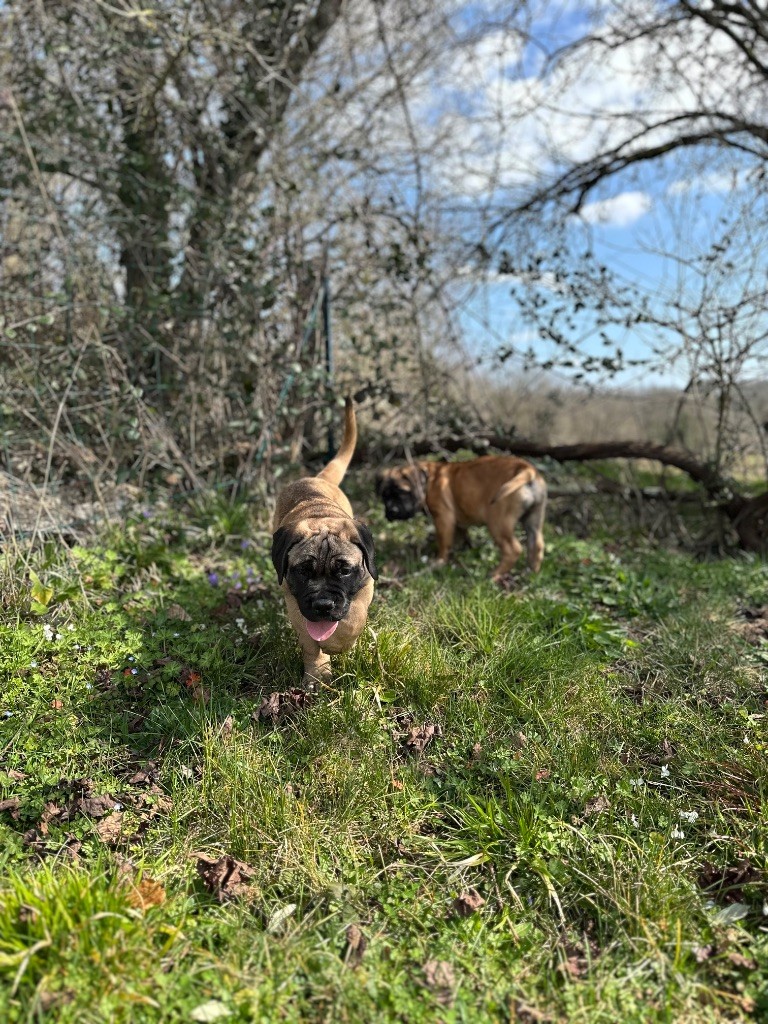 Du Domaine D'Atmora - Chiots disponibles - Bullmastiff